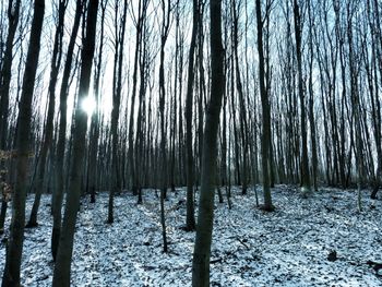 Trees on landscape against sky
