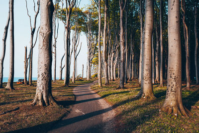 View of trees in forest