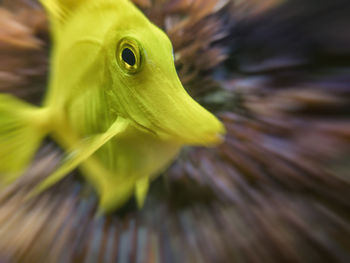 Close-up of yellow fish