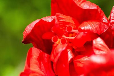 Close-up of red rose flower