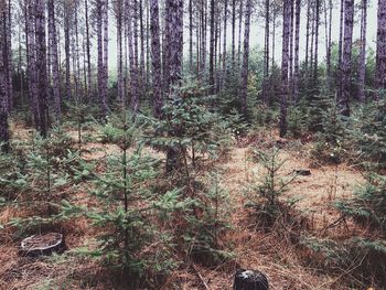 Trees in forest