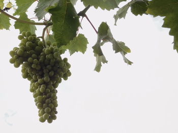 Low angle view of grapes hanging on tree