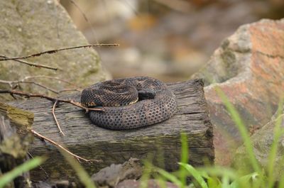 Close-up of lizard on rock