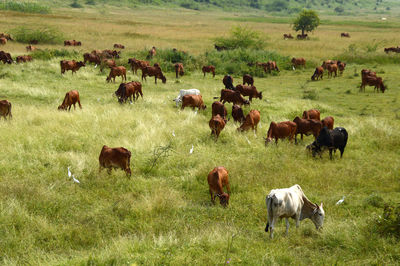 Horses grazing in a field