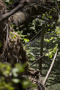 Close-up of plants growing on land in forest