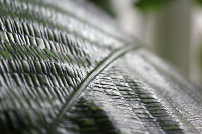 Close-up of feather on plant leaves