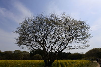 Bare tree on field against sky