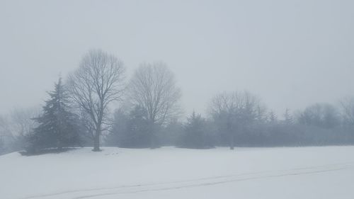 Bare trees on snow covered field