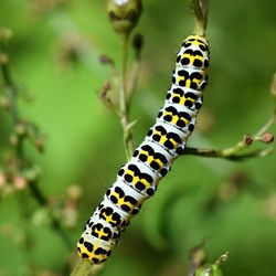 Close-up of caterpillar on plant