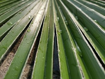 Full frame shot of wet leaf