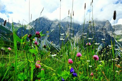 Plants growing on field