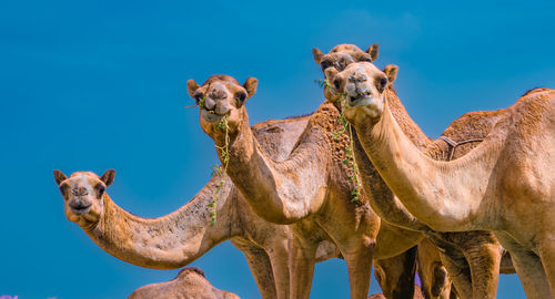 View of camel against blue sky