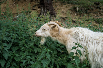 Goat grazing peacefully