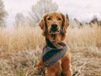 Portrait of dogs on field