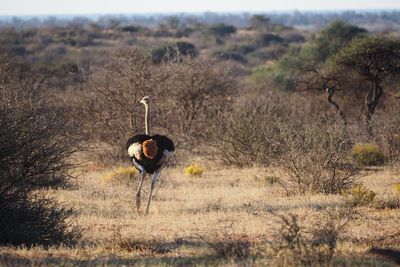 Ostrich running on field