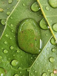 Full frame shot of wet leaves