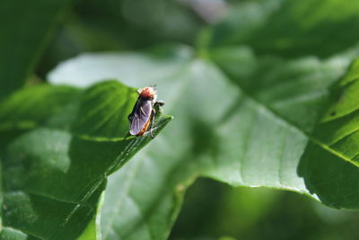 Close-up of insect on leaf