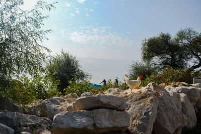 View of bird perching on rock against sky