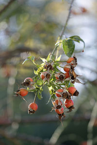 Close-up of berries growing on tree