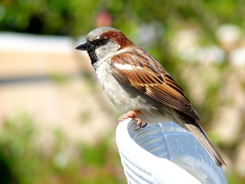Close-up of bird perching outdoors