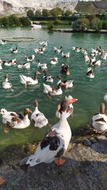 High angle view of seagulls in lake