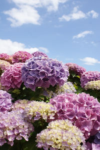 Close-up of pink hydrangea flowers against sky