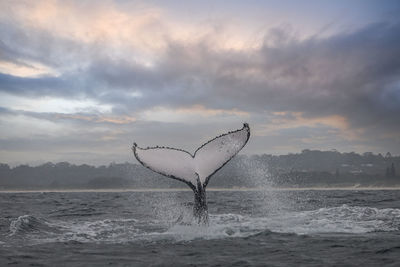 Bird flying over sea