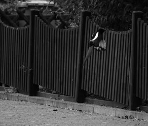 View of birds on wall