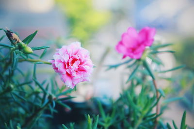 Close-up of pink flowering plant