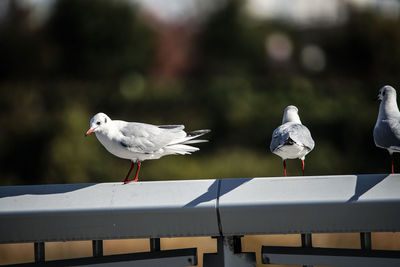 Close-up of seagull perching on railing