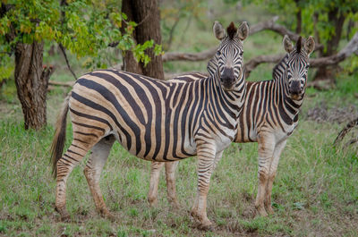 Zebras standing in a garden