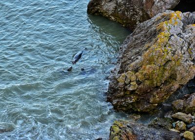 High angle view of bird in sea