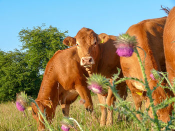 Cows in a field