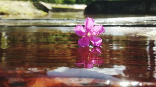 Close-up of pink lotus water lily in lake