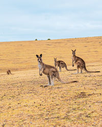 Sheep standing in a field