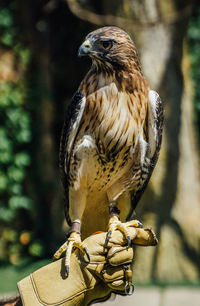 Close-up of red-tailed hawk on falconer hand