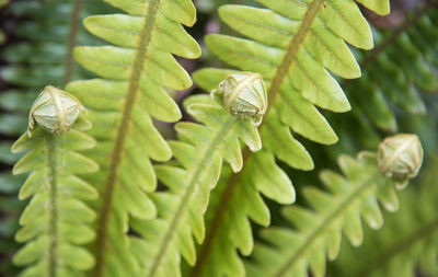 Close-up of green leaves