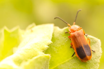 Close-up of insect