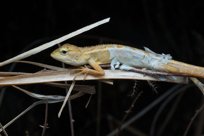 Close-up of insect on twig