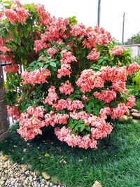 Flowers growing on tree against sky