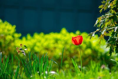 A lone red tulip standing tall in a field of grass