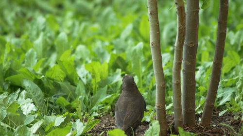 View of a bird in forest