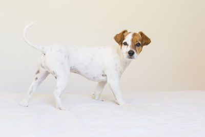 Portrait of dog standing against white background