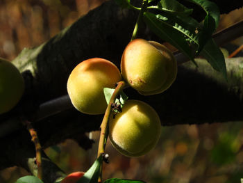 Close-up of fruits growing on plant