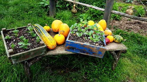 High angle view of pumpkins in grass