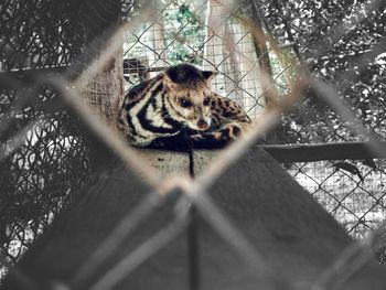 Portrait of cat on a fence