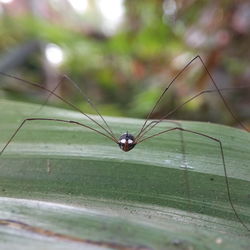 Close-up of spider on web against blurred background
