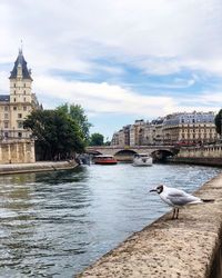 Seagulls on river by buildings against sky