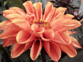 Close-up of orange flower