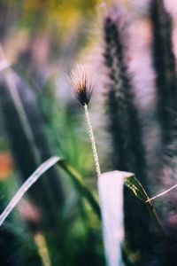 Close-up of dandelion flower on field